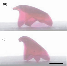 Righting motions of starfish-shaped gel robots 
